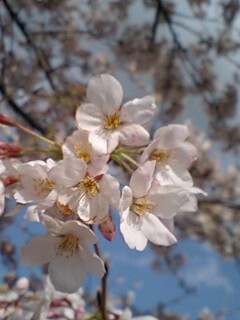 10041203.jpg