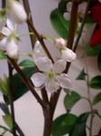 20090323flower2.jpg
