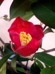 20090323flower3.jpg