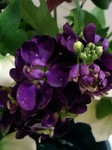 20090323flower4.jpg