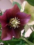 20090323flower5.jpg