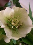 20090323flower6.jpg