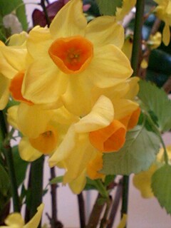 20090331flower2.jpg