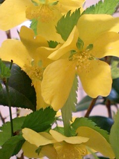 20090331flower3.jpg