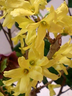 20090331flower4.jpg