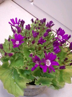 20090406flower1.jpg