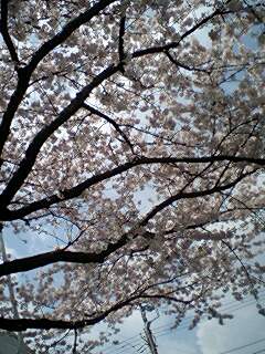 20090409school2.jpg