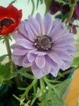 20090428flower5.jpg