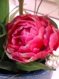 20090506flower3.jpg