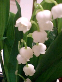 20090506flower4.jpg