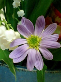 20090506flower5.jpg