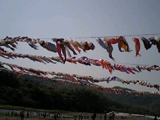 20090507koi3.jpg