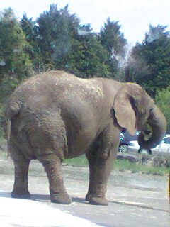 20090509zoo2.jpg