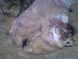 20090509zoo5.jpg