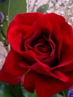 20090527flower3.jpg