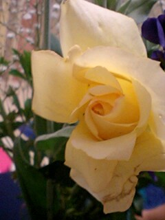 20090527flower4.jpg