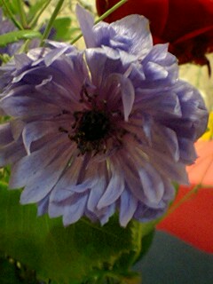 20090527flower5.jpg