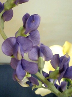 20090527flower6.jpg