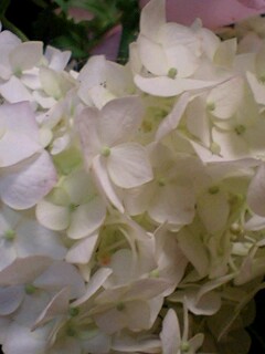 20090609flower2.jpg