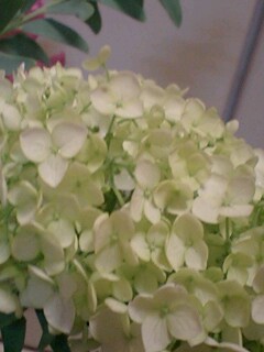 20090609flower3.jpg