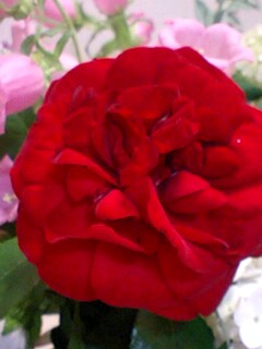 20090609flower5.jpg