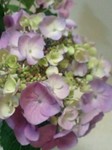 20090617flower2.jpg