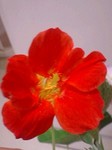 20090617flower3.jpg