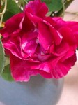 20090617flower5.jpg