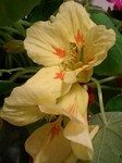 20090617flower6.jpg