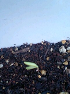 20090618seeds1.jpg