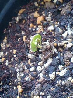20090618seeds2.jpg