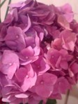 20090623flower2.jpg