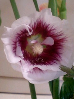 20090709flower4.jpg