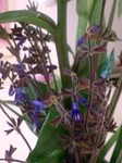 20090709flower5.jpg
