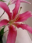 20090714flower2.jpg