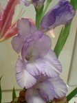 20090714flower3.jpg