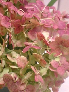 20090714flower4.jpg