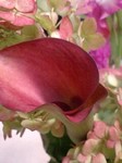 20090714flower5.jpg