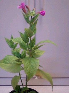 20090823oshiroi3.jpg