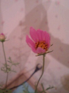 20090909flower1.jpg