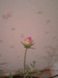 20090909flower2.jpg