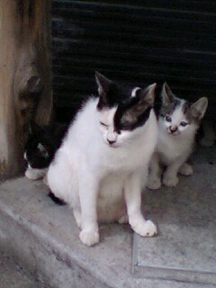 20091021cat1.jpg