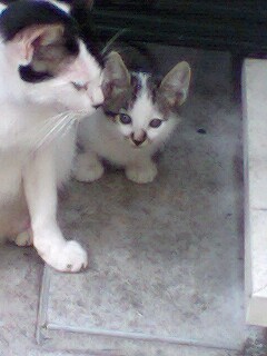 20091021cat2.jpg