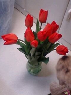 2009tulip1.jpg