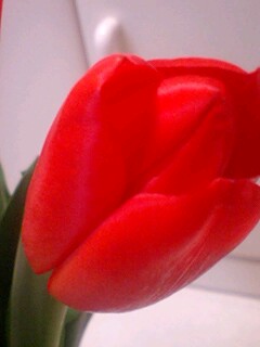 2009tulip3.jpg
