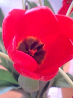 2009tulip4.jpg