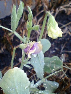 2011030801.jpg