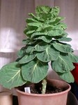 Cabbage.jpg
