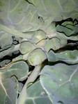 Cabbage1.jpg