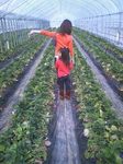 Getstrawberry1.jpg
